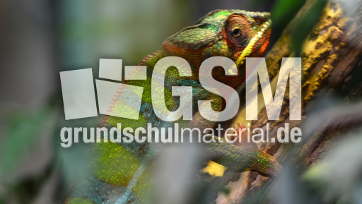 Pantherchamäleon (4).jpg